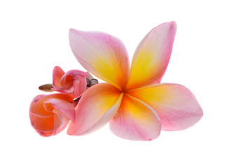 Fototapeta premium plumeria rubra flower isolated on White background