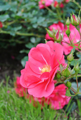 blooming bush of rose pink color in the summer park in sunny weather