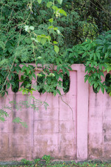 Old pink walls covered with green leaves
