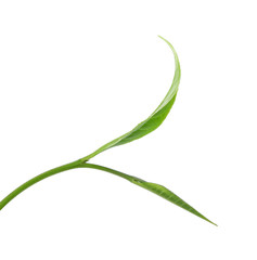 green tea leaf isolated on white background