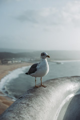 seagull on the beach