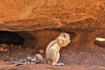 African ground bush squirrel sitting between rocks at spitzkoppe, Namibia Africa