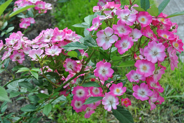 blooming bush of rose pink color in the summer park in sunny weather