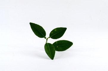  Lemon leaf isolated on white background