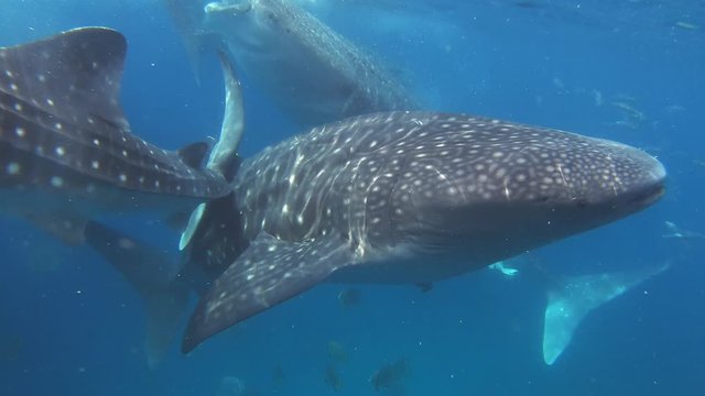 Multiple whale sharks eat plankton while small fish swim around them.