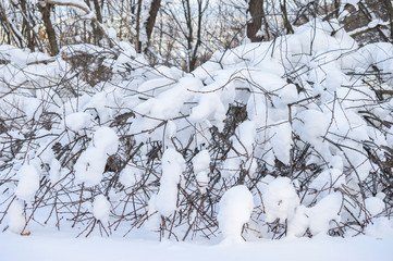 Snow covered trees in the winter forest. Winter. Snow.