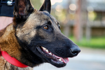Side view portrait of young German shepherd dog.