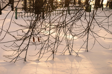 Sunlight passes through the branches of trees. Winter. Snow.