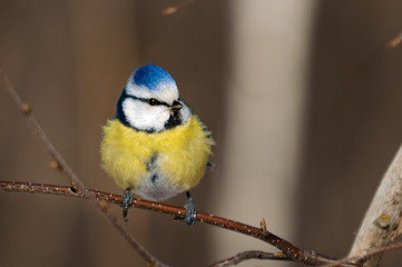Little bird on a branch in the forest. Birds. Winter. Spring. Forest.