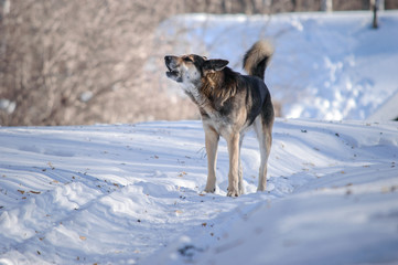 dog in the snow