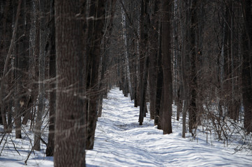 snowy road passing through a winter forest. Winter. Snow.