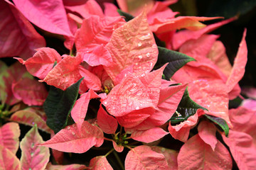 Picturesque blossoming of a beautiful flower in the winter in the greenhouse