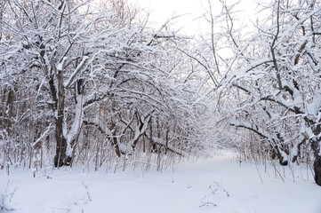 Snow covered trees in the winter forest. Winter. Snow.