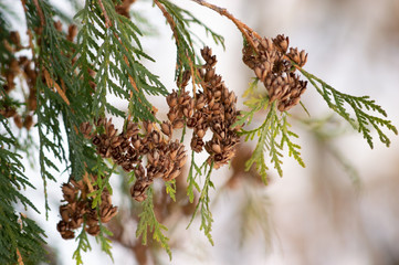 Green branches of conifer in winter. Winter. Spring. Forest.