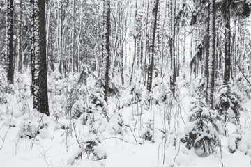 Snowy European forest at day, winter landscape