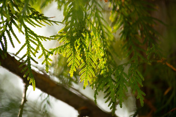 Green branches of conifer in winter. Winter. Spring. Forest.