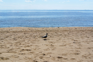 Fototapeta na wymiar landscape with a seagull standing on a sandy seashore on a windy sunny day
