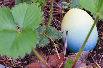 a blue easter egg placed in strawberry leaves in garden