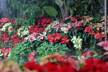 Picturesque blossoming of a beautiful flower in the winter in the greenhouse