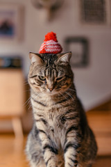 Un chat grognon pose avec un petit bonnet de laine sur la t&ecirc;te