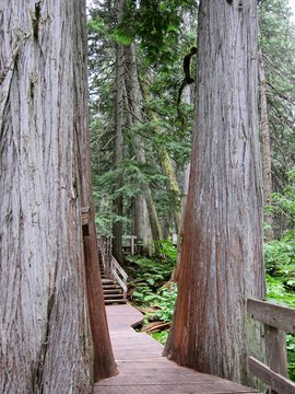Gran bosque de secuoyas en canada