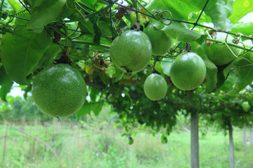 Green fruit of ivy that grows on scaffolding