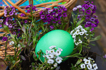 an easter egg placed in candy tuft leaves and blooms