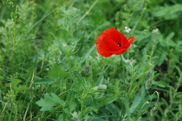 Beautiful red poppy in green grass
