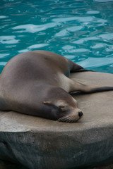 Obraz premium アザラシの昼寝