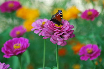 Beautiful butterfly on a flower