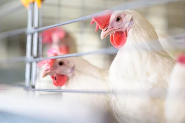Foto op Plexiglas egg factory plant agriculture poultry chicken farm © agnormark