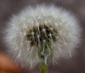 Flower Pollen ready to fly away