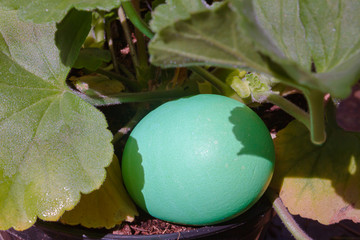 a green easter egg placed in geranium leaves with cast shadows