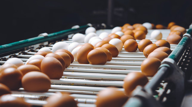 egg factory plant agriculture poultry chicken farm