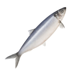 herring isolated on a white background