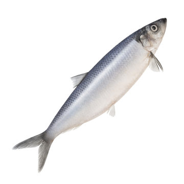 Herring Isolated On A White Background