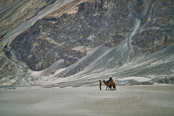 Camel in mountains