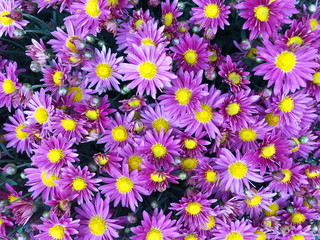 Purple Chrysanthemum flower in the garden background