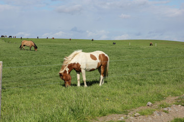 Fototapeta na wymiar Icelandic horses in their field in summer in Iceland