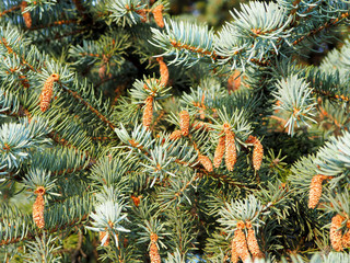 many little cones on the tree
