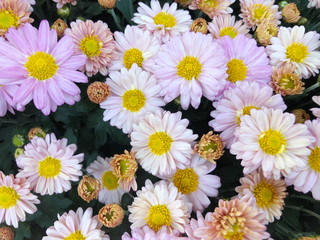 Pink Chrysanthemum flower in the garden background