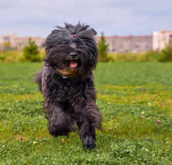 Terrier Zordan Black runs across field meadow green grass, happily wagging tail against background of fir trees and houses of city. Full length. Walking pet in autumn. Horizontal shot of animal