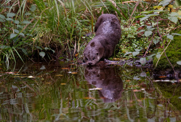 Loutre