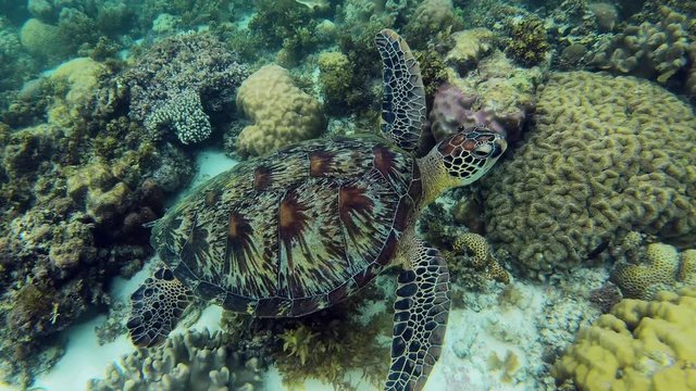 A large green sea turtle roams the coral reef in search of food, looking into its deepest corners.