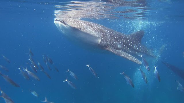 A whale shark eats plankton just below the sea surface while swimming. Another one visible in the background.