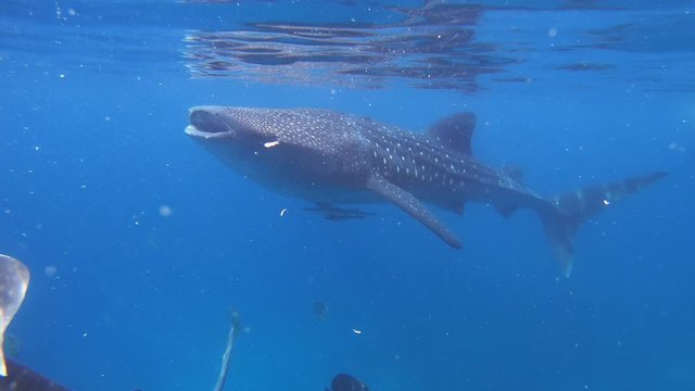 A whale shark swims in blue sea water. Side view.