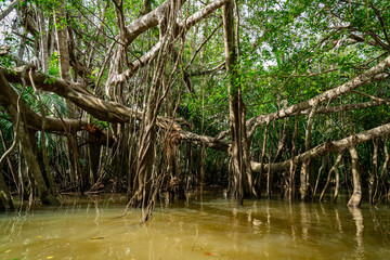 trees in water