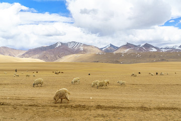 The herd of goats in the valley