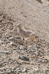 Himalayan antelope (India animal)
