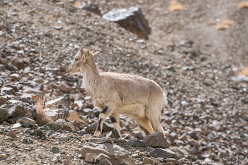 Himalayan antelope